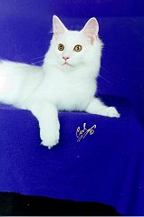 Gatti (14)